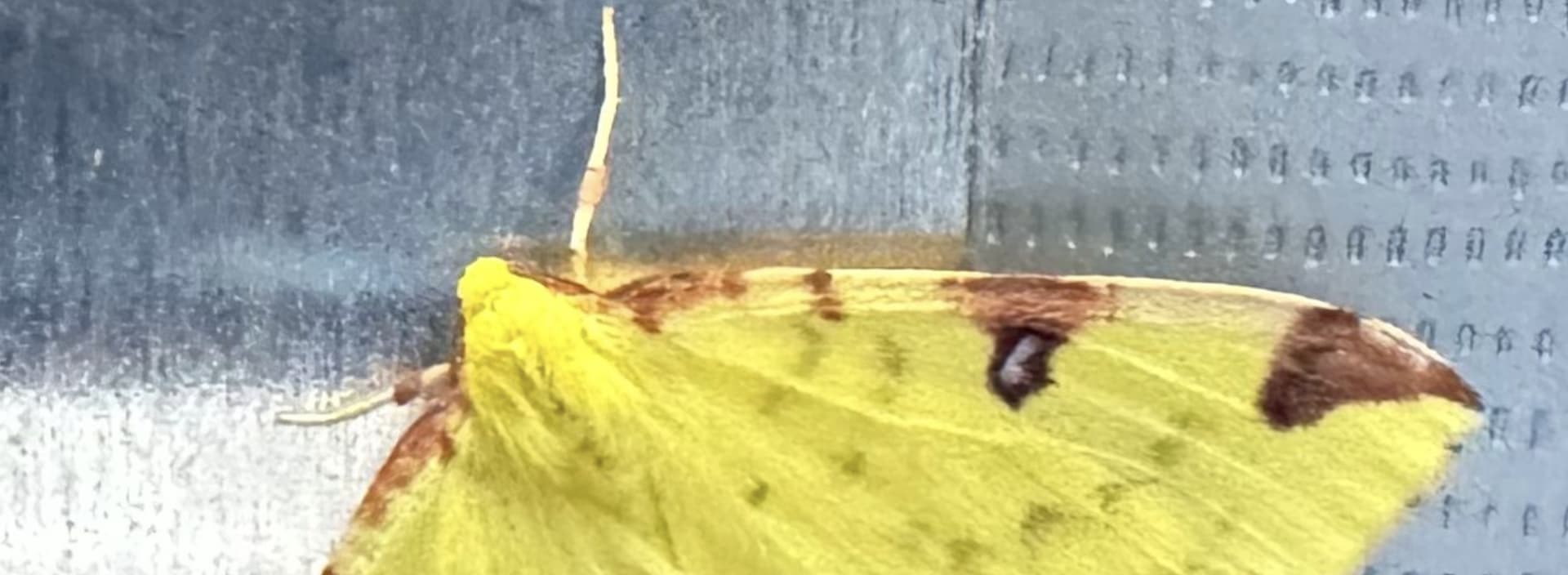 Bright yellow moth with brown spots on a textured surface