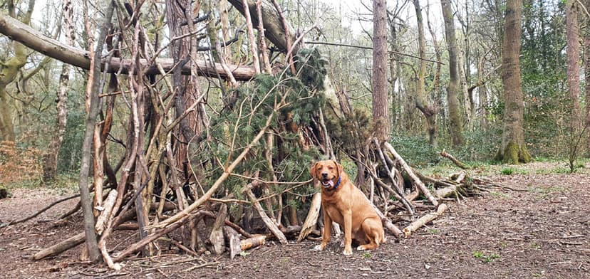 Featured image for Ecclesall Woods Circular Walk - Outdoors