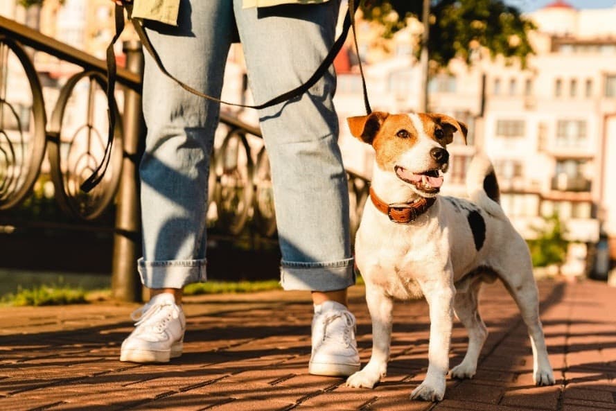 Small dog on a leash walks beside person on sunny path
