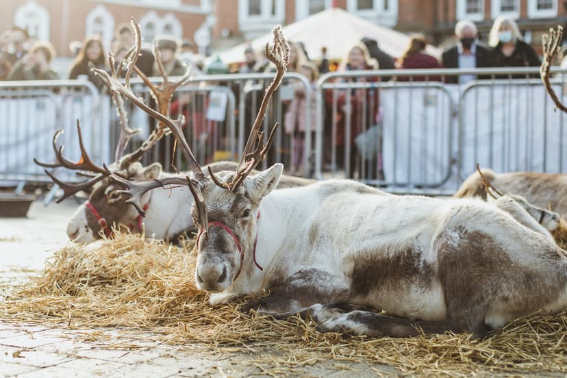 Featured image for Christmas Events around Yorkshire, 2022 - Seasonal
