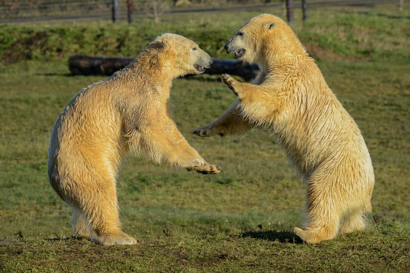 Polar bear conservation