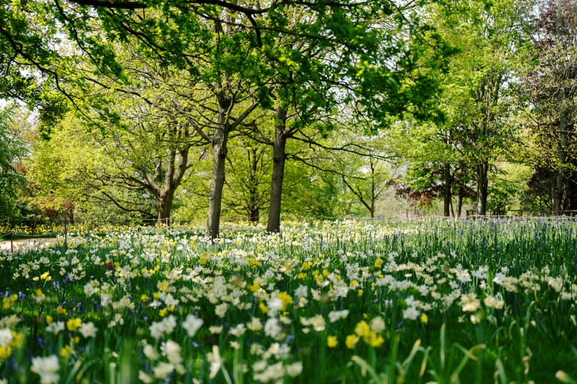 Harewood House Unveils Stunning Floral Display with 40,000 Blooming Bulbs