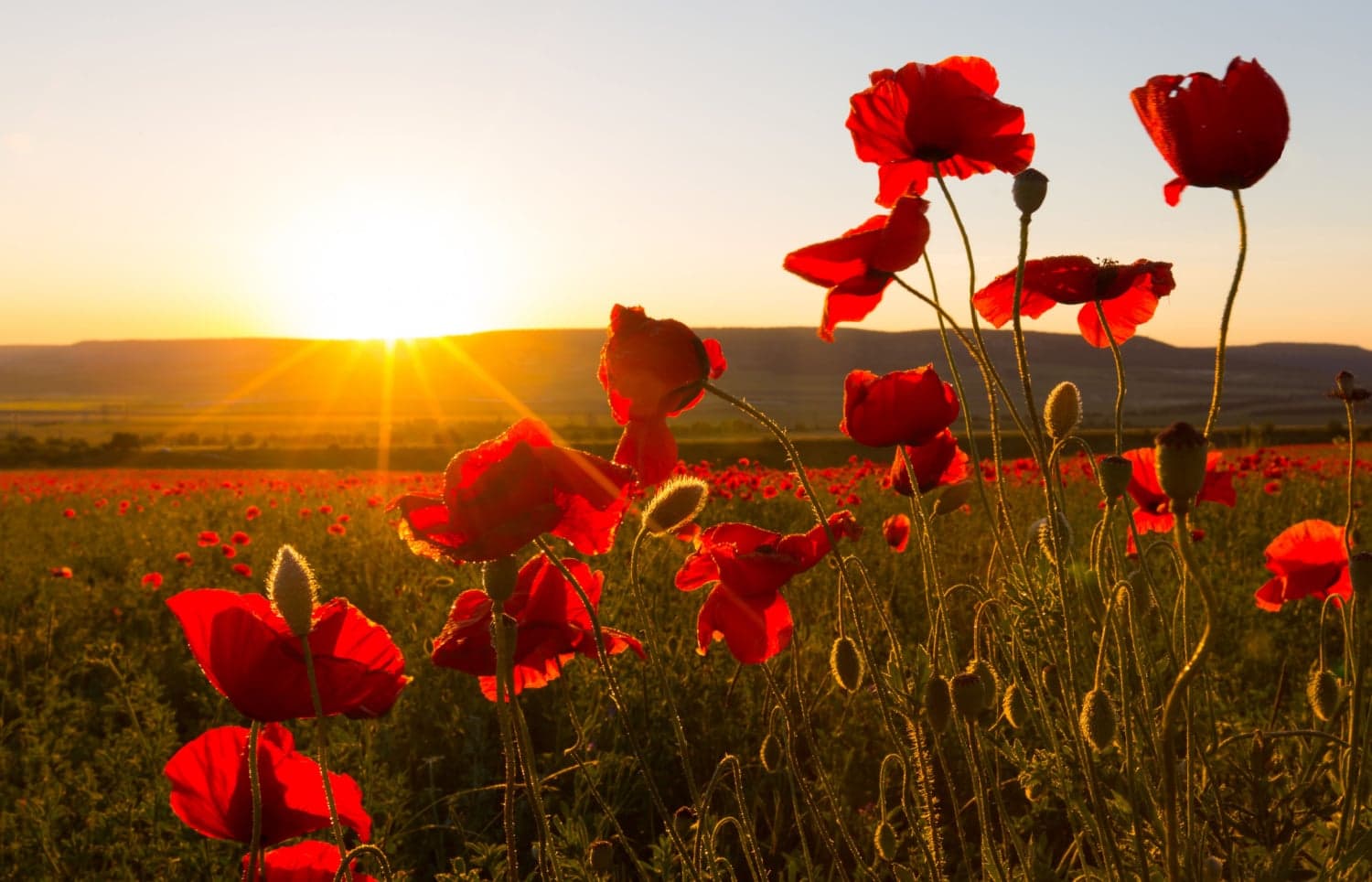 List Remembrance Services and events for free