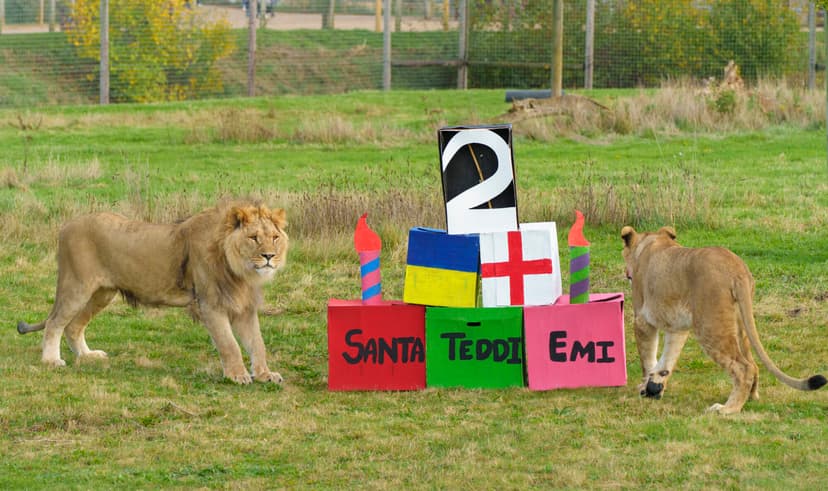 Featured image for Happy 2nd birthday to YWP's rescued lion cubs - Community