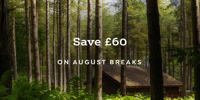 Wooden cabin nestled among tall pine trees in summer forest