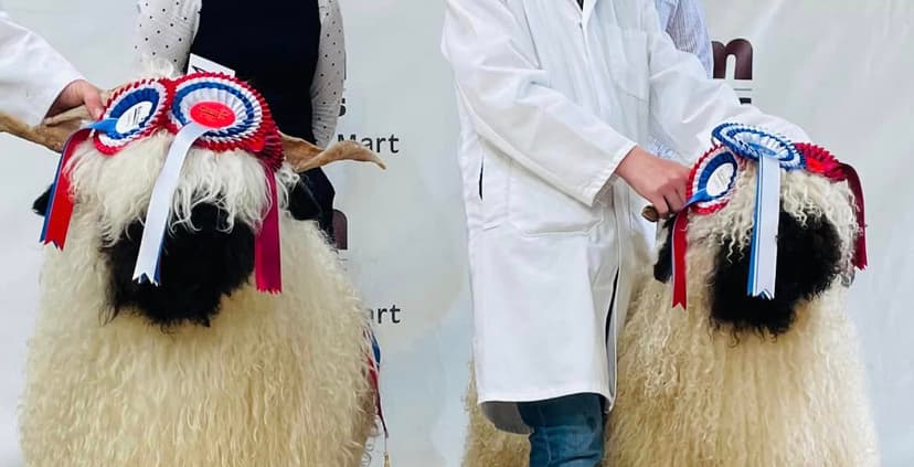 Featured image for Where To See The Valais Blacknose Sheep Show And Sale In Yorkshire 2025 - Features