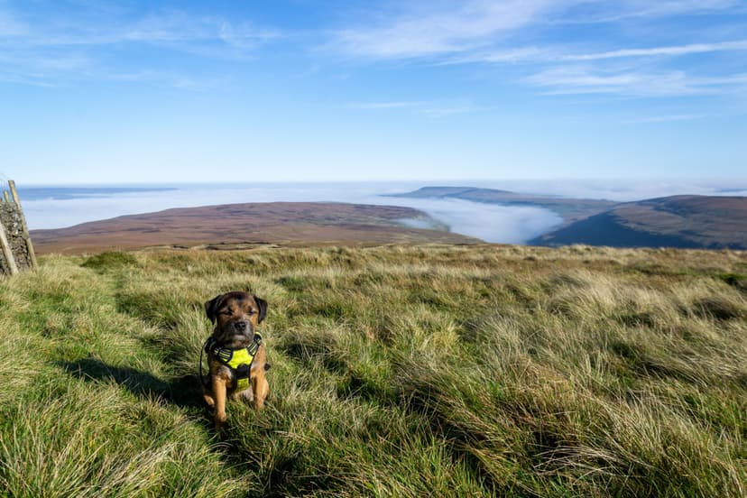 Featured image for Best Dog Walks in the UK: Yorkshire’s Port Mulgrave Shines on Top 5 List - Community