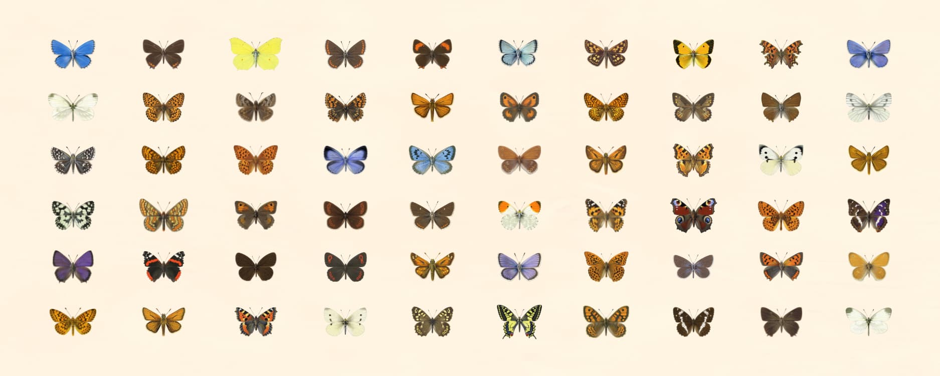 Collection of various butterfly species on a beige background