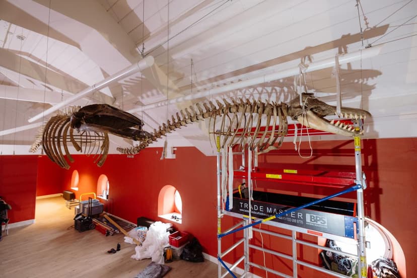 whale skeletons