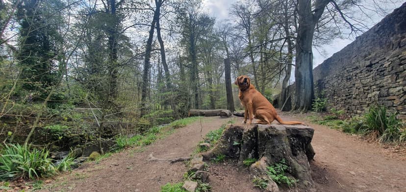 Featured image for Endcliffe Park to Porter Clough - Outdoors
