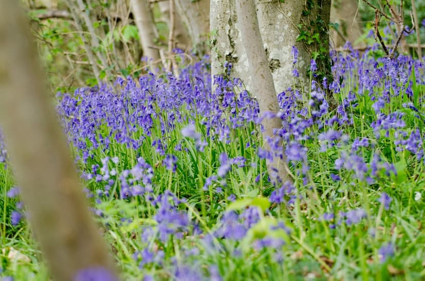 Featured image for Walking, Wellbeing and Wildlife - Outdoors
