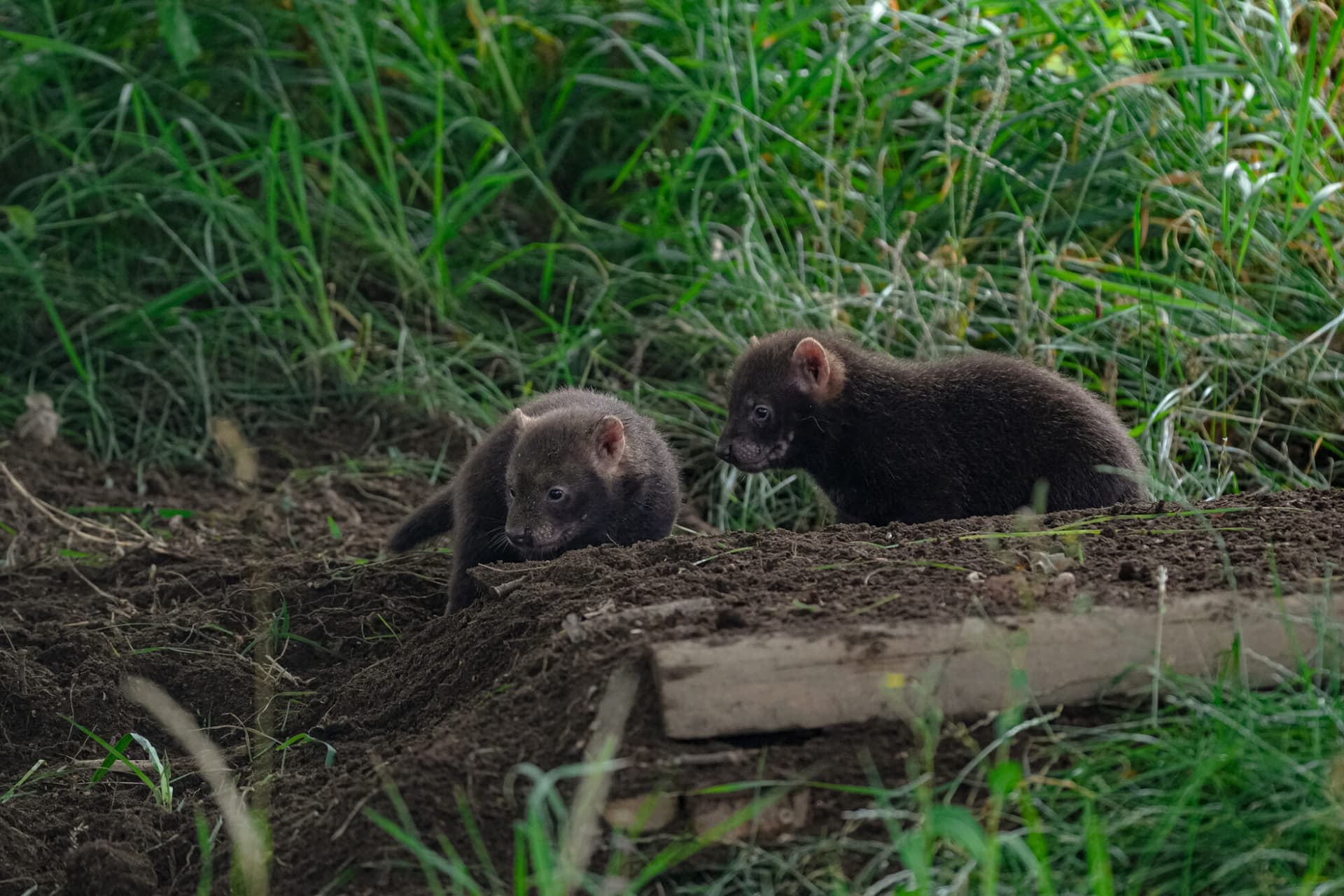 Bush puppies