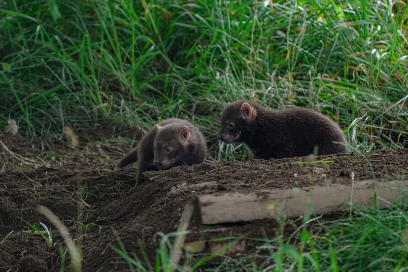 Bush puppies
