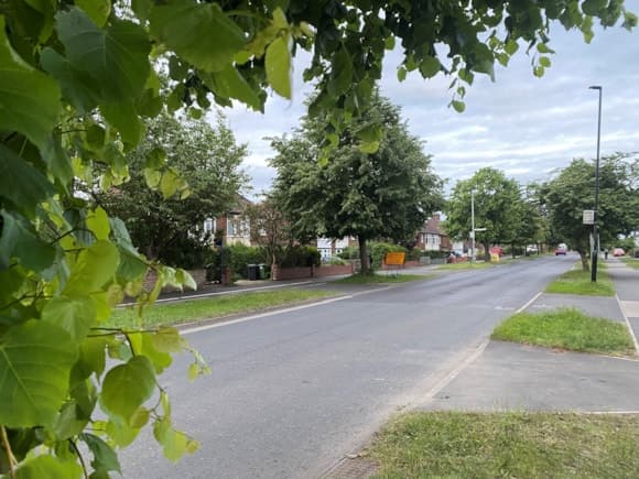 Quiet suburban street lined with leafy trees and houses