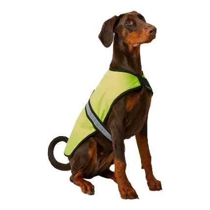 a dog in Yorkshire