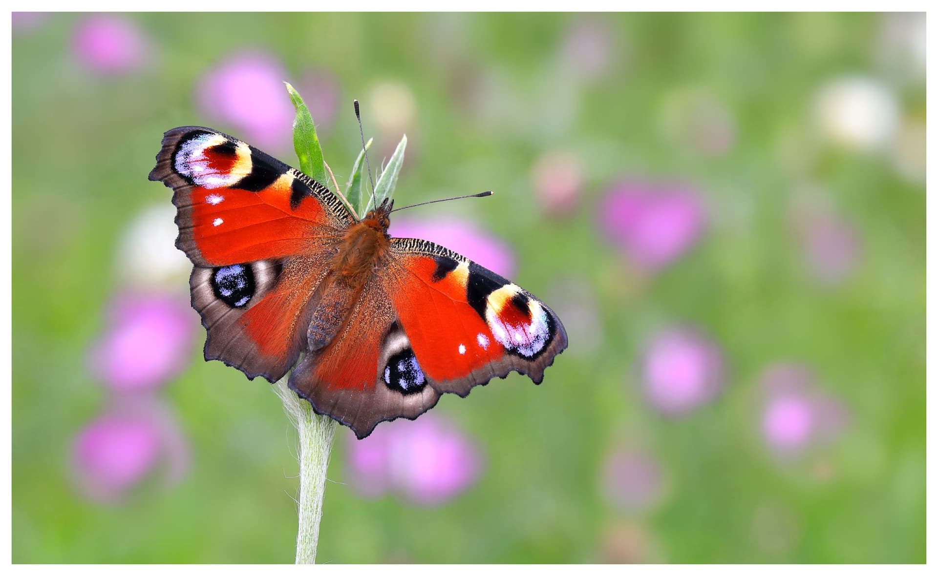 Peacock butterfly perched on a wildflower in a meadow