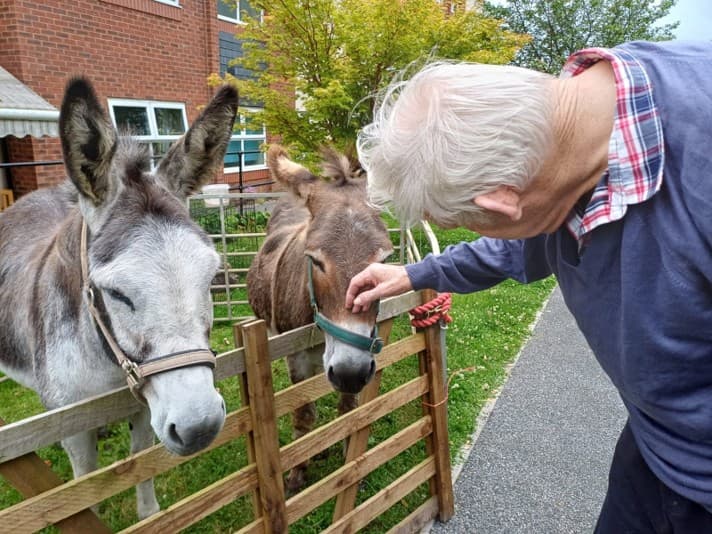 Elderly man petting two donkeys by a wooden fence