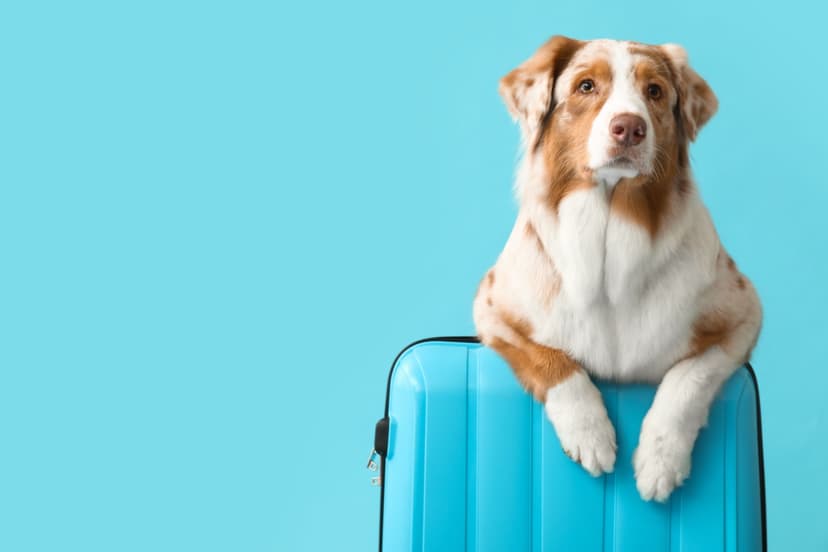 Featured image for Where Can I Go On Holiday In The UK With My Dog? - Community