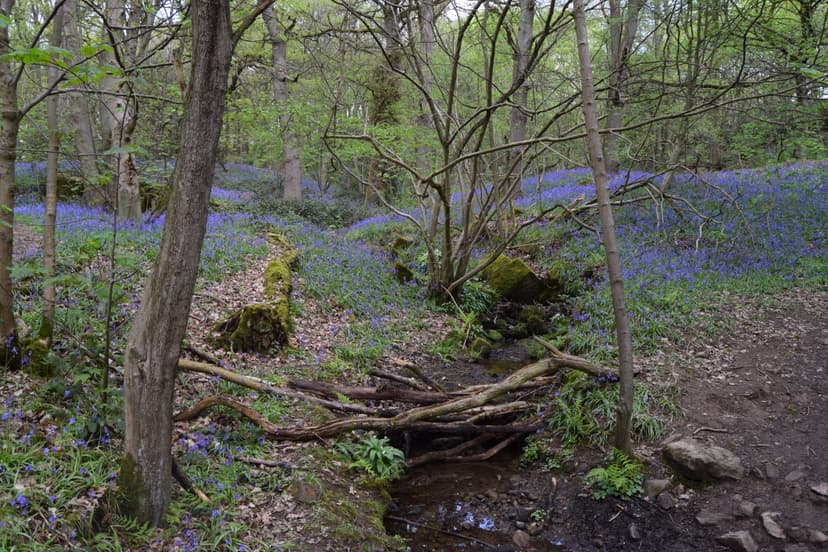 Featured image for The Bluebells of Ilkley's Middleton Woods - Outdoors