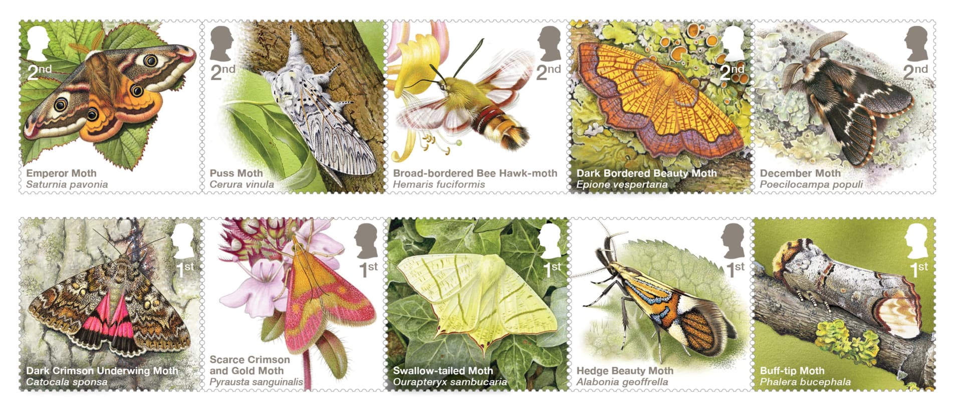 Royal Mail Launches Special Stamps Celebrating UK Moths on July 2, 2026