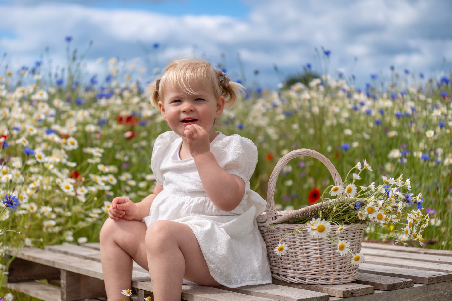 Wildflower Meadow Opens at Spilmans Farm Near Thirsk for Summer 2026