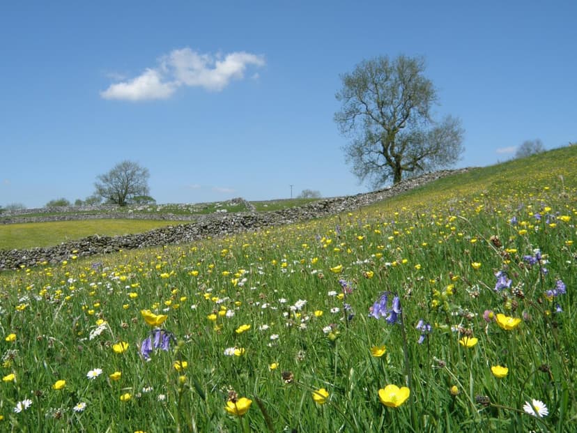 Meadows Day