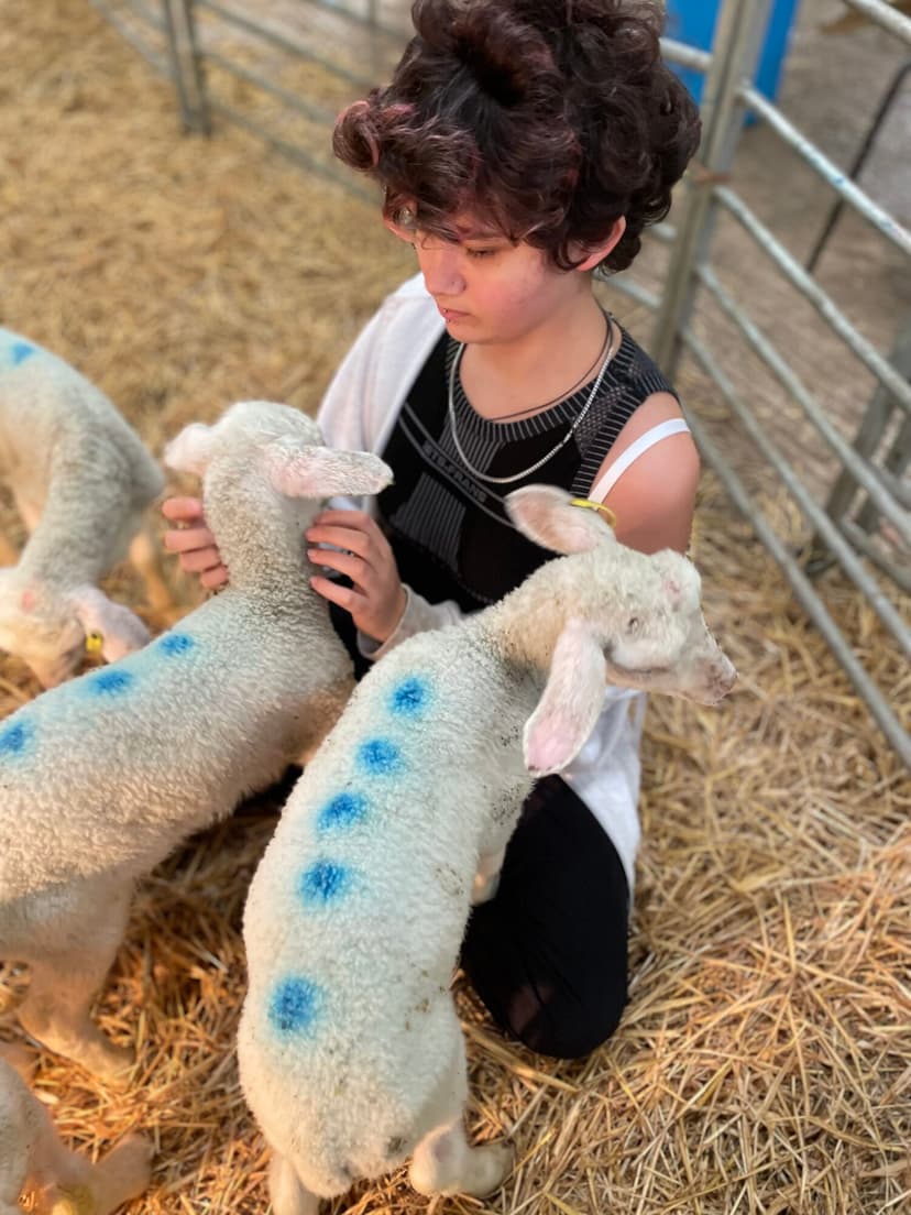 Featured image for Whirlow Farm Fayre 2024 - Treat the Whole Family to an Unforgettable Day - Community