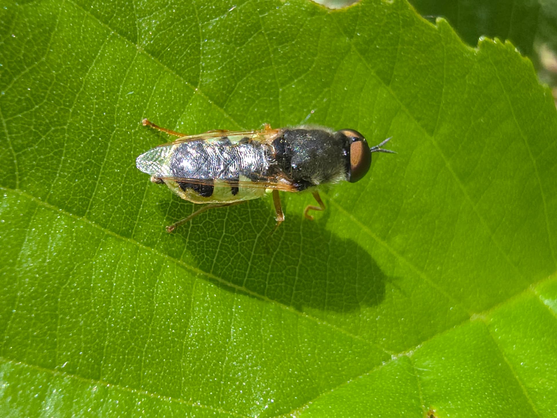 Hoverfly resting on a bright green leaf in sunlight