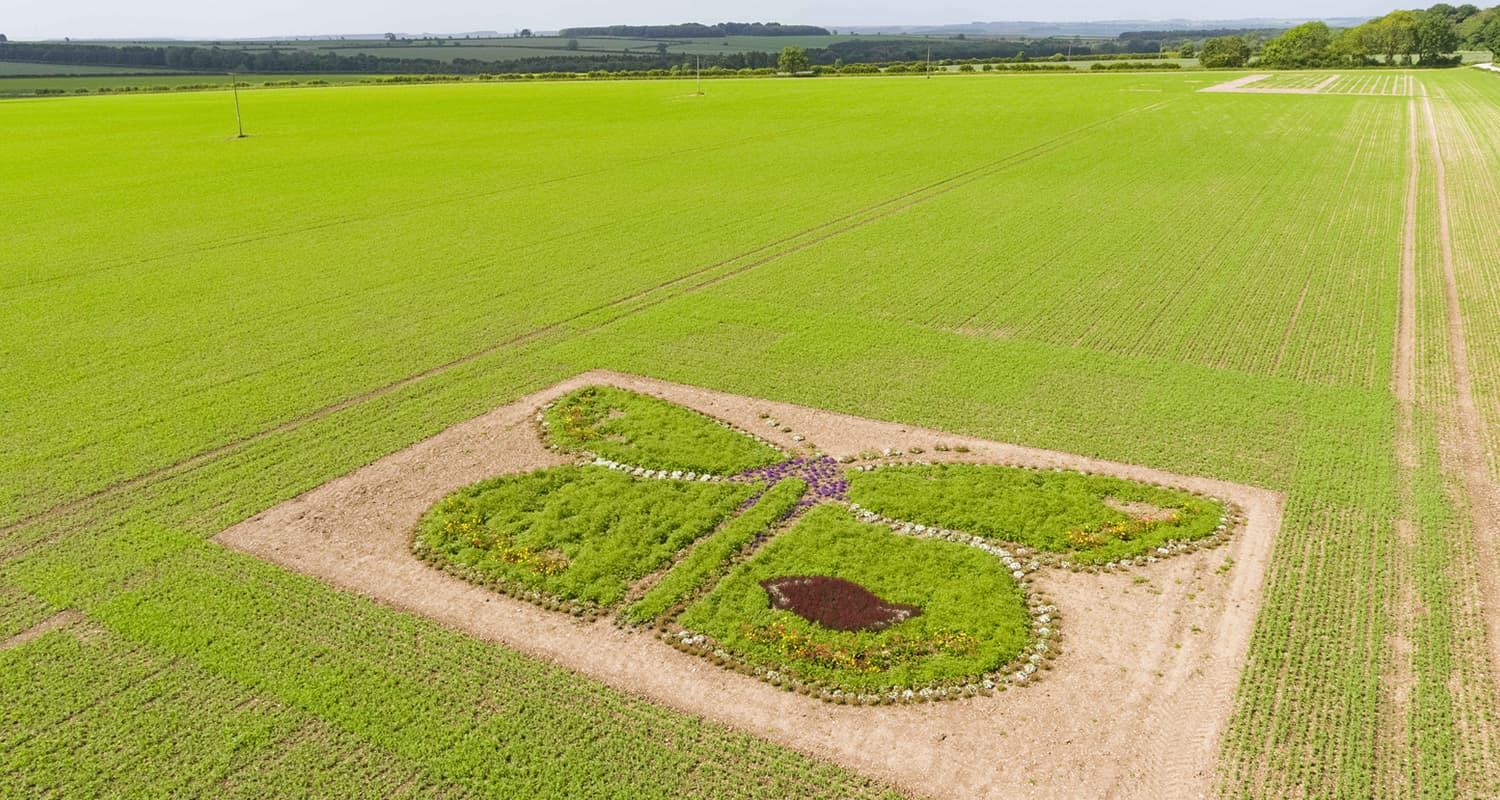 Competition: Seed box giveaway in partnership with Birds Eye Peas