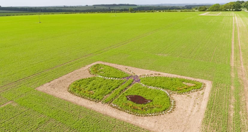 Featured image for Competition: Seed box giveaway in partnership with Birds Eye Peas - Visiting