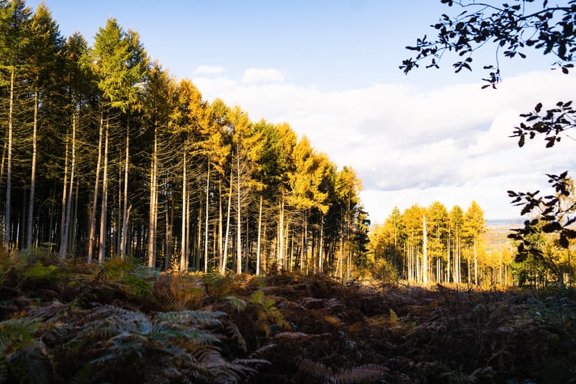 Featured image for Greno and Wharncliffe Woods Circular - Walkshire