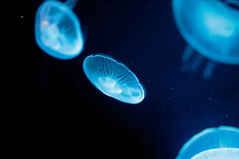 Featured image for What Is The Jellyfish Event At The Deep Hull This Half-Term October - Features