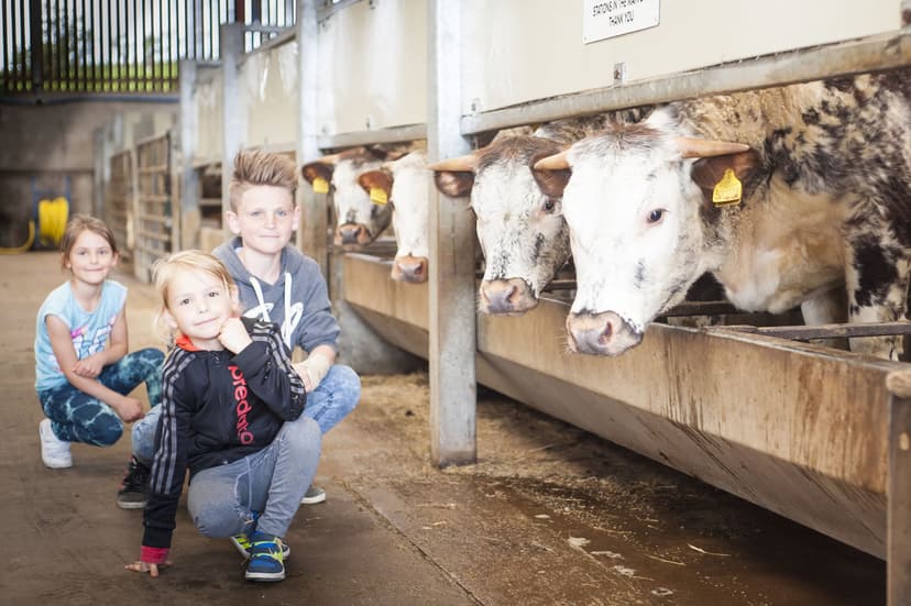 Featured image for Things to do this half term in Yorkshire - Features