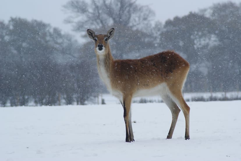 Featured image for Christmas Walks - Seasonal