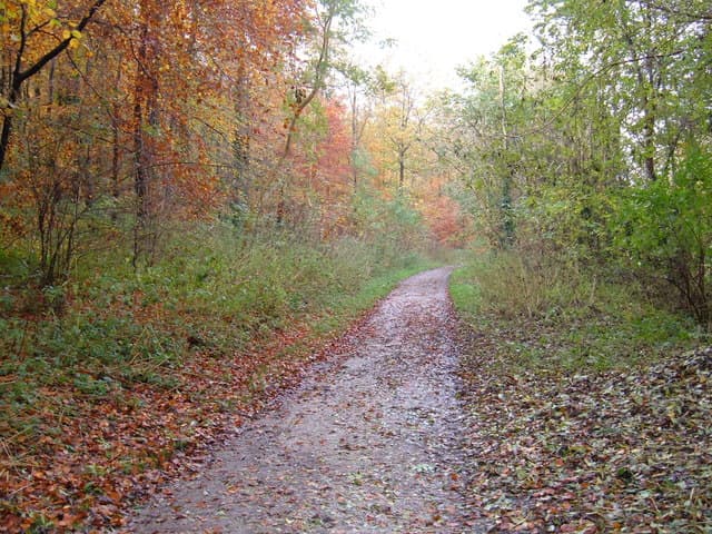 Featured image for Walk: Millington Woods - walking