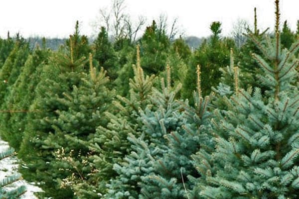 Featured image for Scampston Christmas Fair This Weekend? - Seasonal