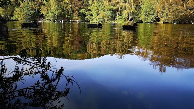 Serene lake reflecting autumn trees, with ducks swimming peacefully on the water's surface.