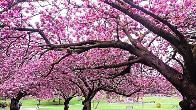 Blossoming cherry trees with vibrant pink flowers line a pathway in Friarwood Valley Gardens, surrounded by lush green grass.