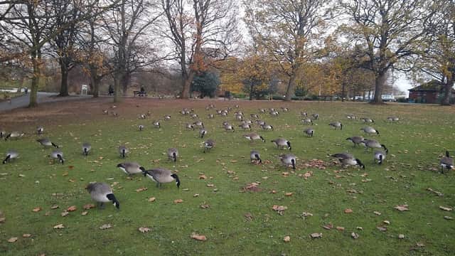 Geese scattered across a grassy area in Sandall Park, surrounded by autumn trees and a distant cafe.