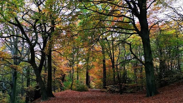 Wath Wood - Park in wath upon dearne