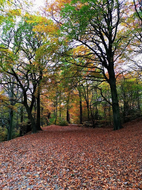 Wath Wood