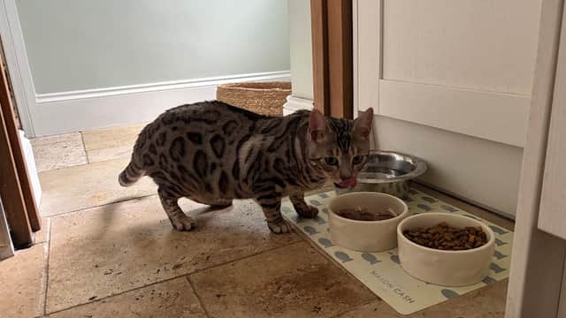 Canklow Meadows Cattery - Vets in canklow