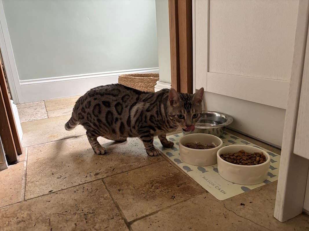 Canklow Meadows Cattery