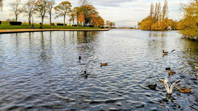 Serene lake surrounded by trees, with ducks swimming and people enjoying the park in autumn colors.
