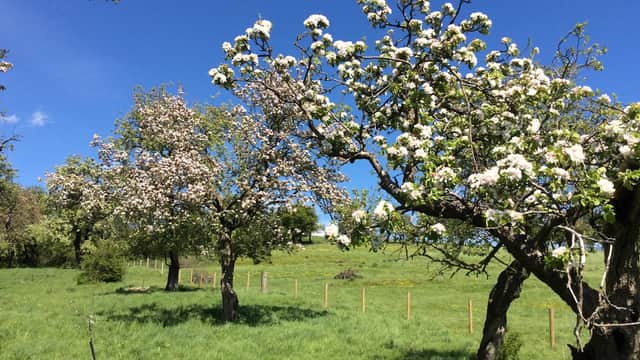 Tree Top Press Cider & Farm Shop - Farm Shop in hackness