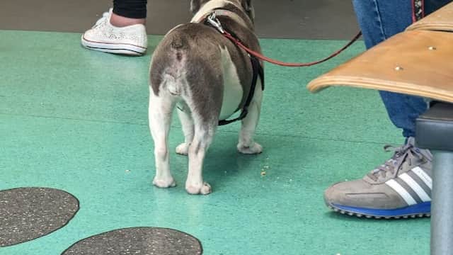 Vets4Pets - Hull - Vets in hull