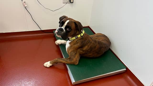 Briar Vets - Vets in penistone