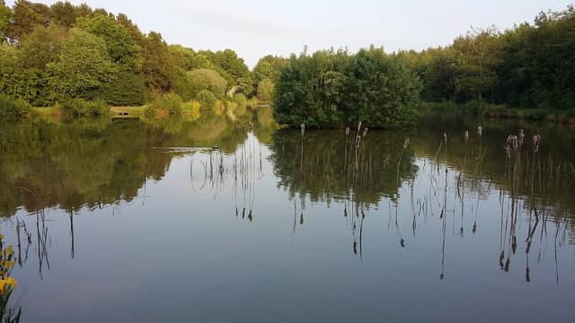 Tranquil lake surrounded by lush greenery and reeds, reflecting the serene landscape in Brafferton, North Yorkshire.