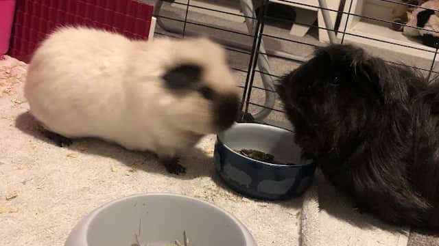 Two guinea pigs interact near a food bowl, with bedding and toys visible in a cozy indoor setting.