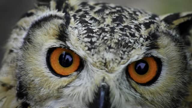Owl Adventures - Attraction in ripon